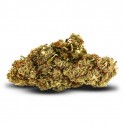 Fleur MSC : Critical Haze MSC