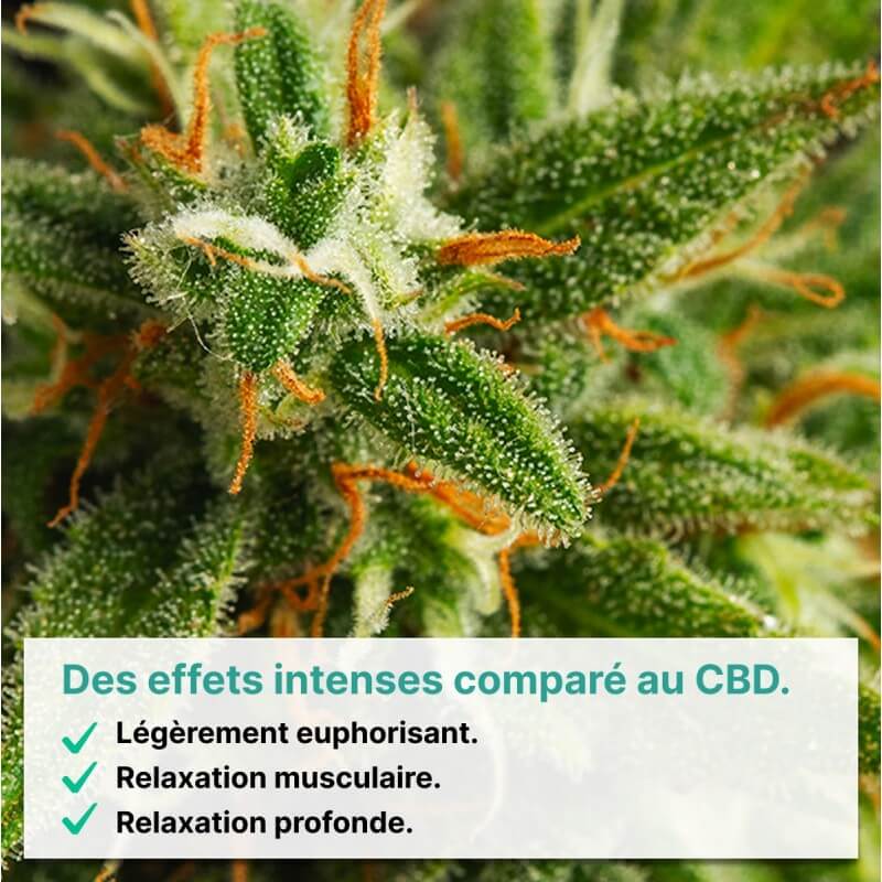 Moby Dick THV-N10 - CBDpaschere