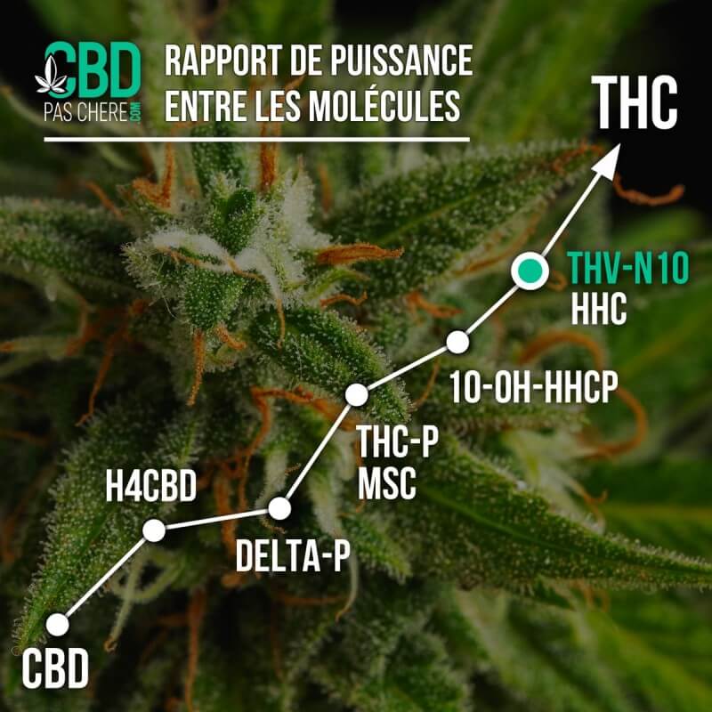 Moby Dick THV-N10 - CBDpaschere