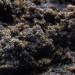 Hash Résine CBD : Black Hash