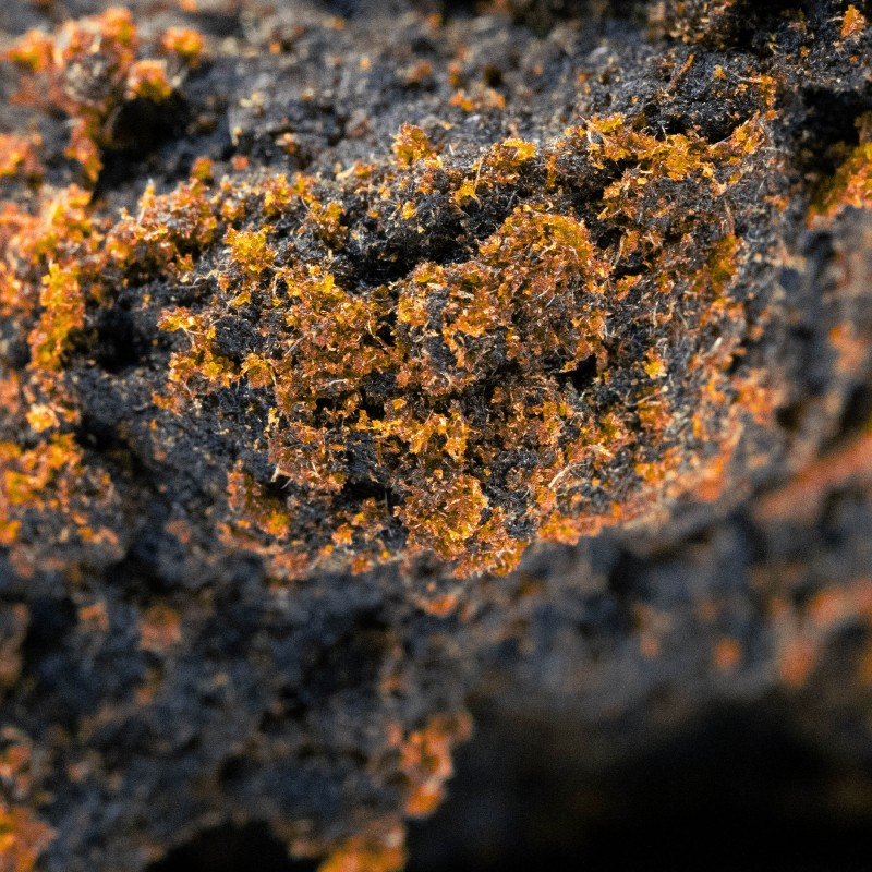 Hash Résine CBD : Libanais Rouge (Exclusivité)