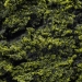 Green Hassan CBD+ 71% | CBD PAS CHÈRE