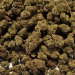 Fleur de CBD : 25g Small Bud - Plutonium US