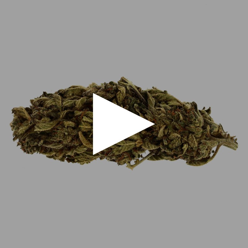 Jack Herrer | Fleur de CBD Greenhouse | CBDpaschere