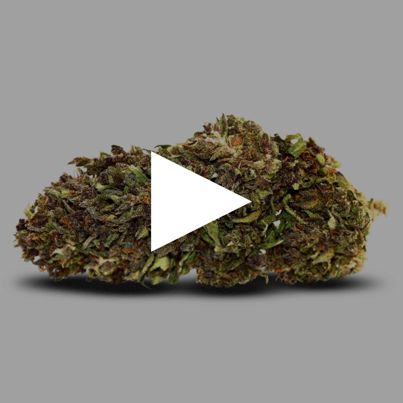 Northen Light | Fleur de CBD GreenHouse | CBDpaschere