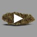 Royal Cookies  | Fleur de CBD indoor |CBDpaschere