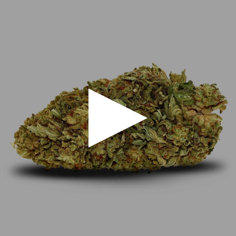 Fleur de CBD Amnesia 21% au meilleur prix