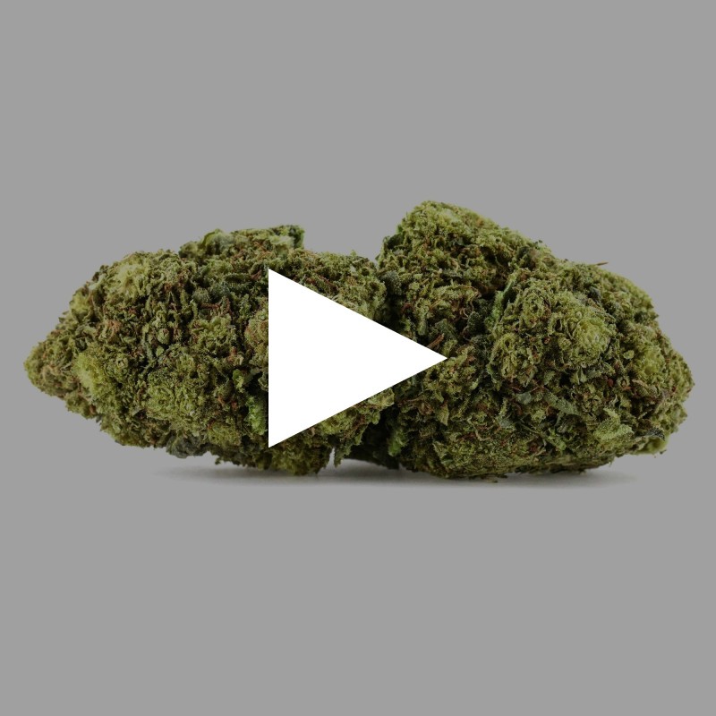 Green Velvet | Fleurs De CBD Greenhouse | CBDPasChere