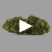 Green Velvet | Fleurs De CBD Greenhouse | CBDPasChere