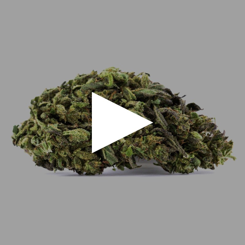 Hawaiian Skunk | Fleur de CBD Greenhouse | CBDpaschere