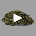Hawaiian Skunk | Fleur de CBD Greenhouse | CBDpaschere