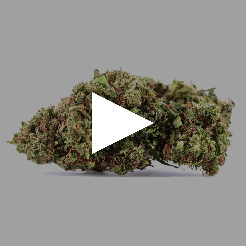 Fruit Cake | Fleur de CBD Greenhouse | CBD Pas Chere