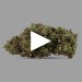 Fruit Cake | Fleur de CBD Greenhouse | CBD Pas Chere