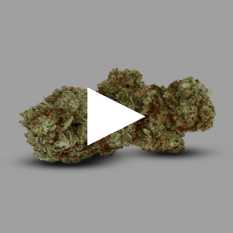 Fleur White Widow CBD 20% au meilleur prix