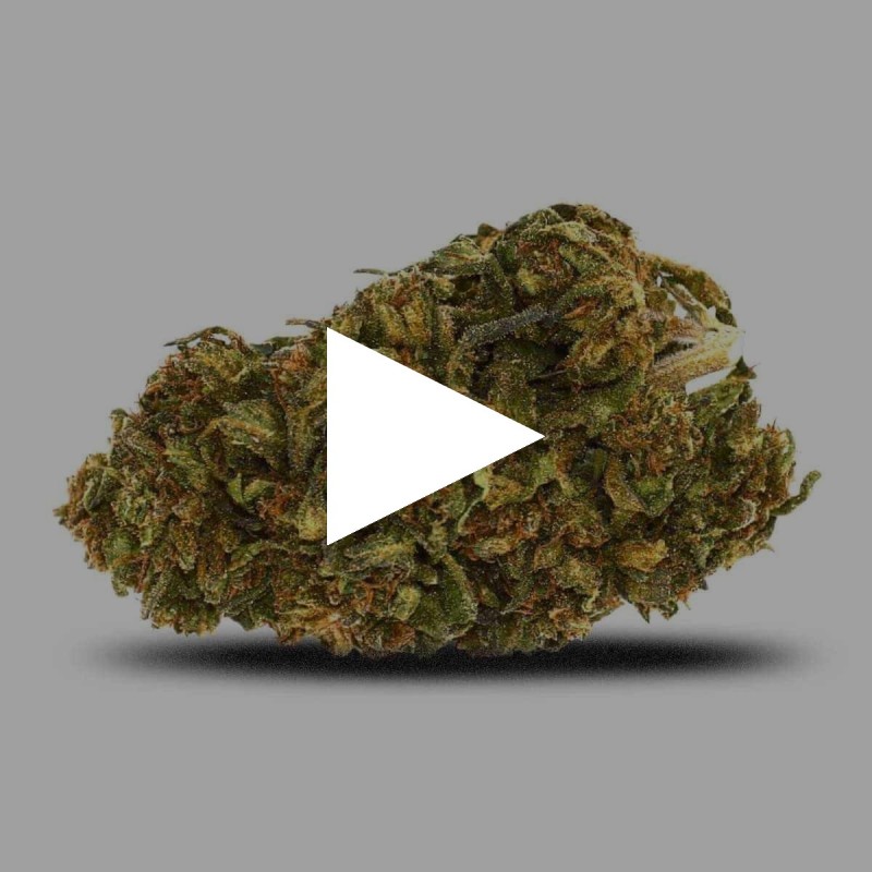 Bubble Gum | Fleur de CBD GreenHouse| cbdpaschere