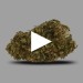 Bubble Gum | Fleur de CBD GreenHouse| cbdpaschere
