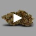 Blueberry | Fleur de CBD Indoor | CBDpaschere