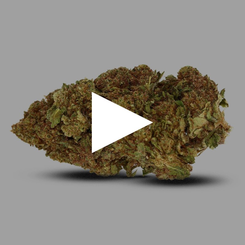 Girl Scoot Cookies | Fleurs de CBD indoor | CBDpaschere