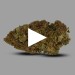 Girl Scoot Cookies | Fleurs de CBD indoor | CBDpaschere