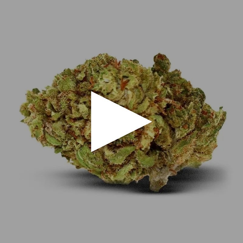 Mini Buds - Fleurs De CBD Indoor15% - CBD pas chere