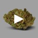 Mini Buds - Fleurs De CBD Indoor15% - CBD pas chere